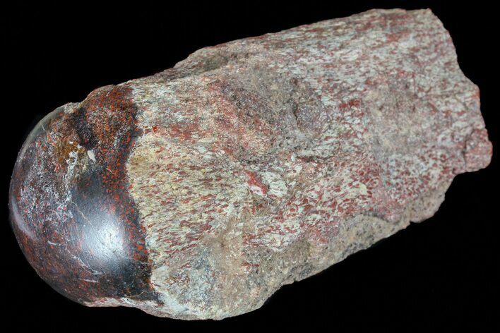 Polished Dinosaur Bone (Gembone) Section - Colorado #73019